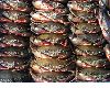 Soft Shell Crabs